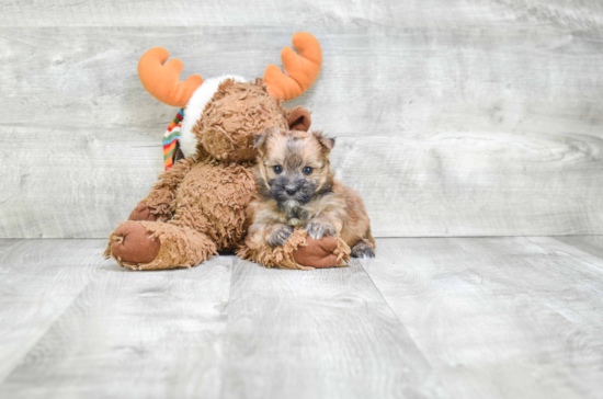 Energetic Yorkie Designer Puppy