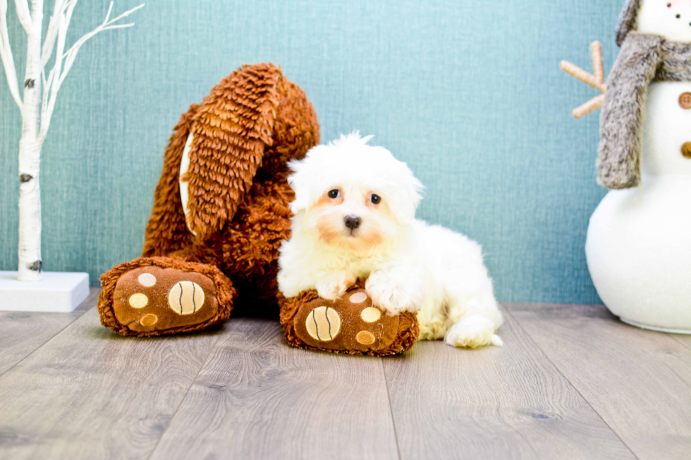 Meet Dana - our Havanese Puppy Photo 