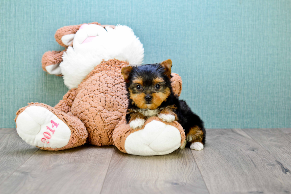 Meet Rihanna - our Yorkshire Terrier Puppy Photo 