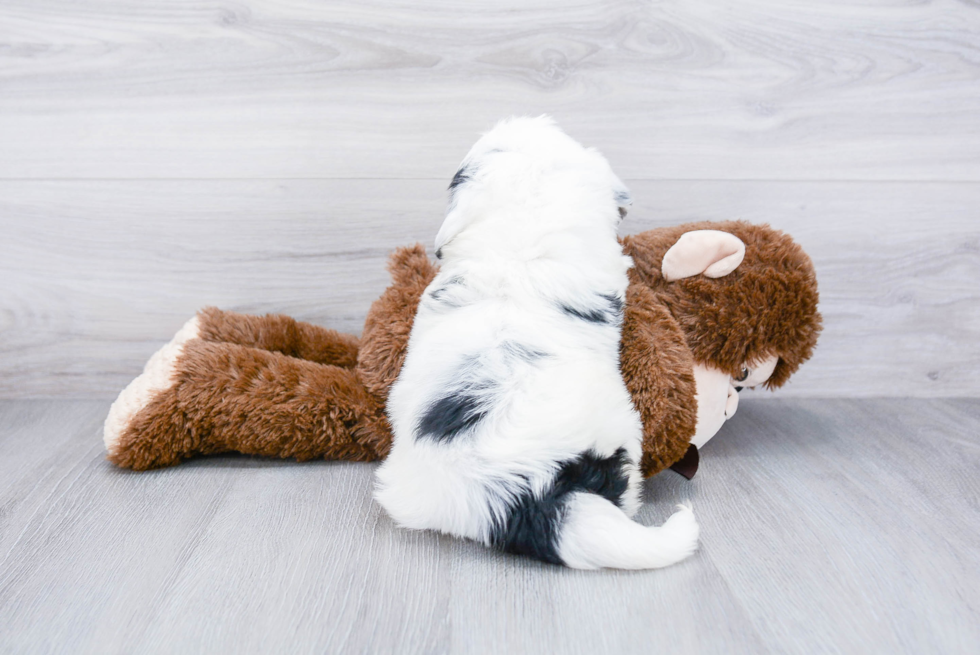 Mini Bernedoodle Pup Being Cute