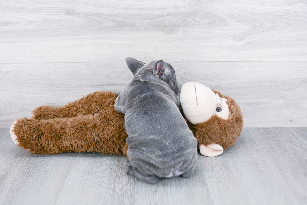 French Bulldog Pup Being Cute