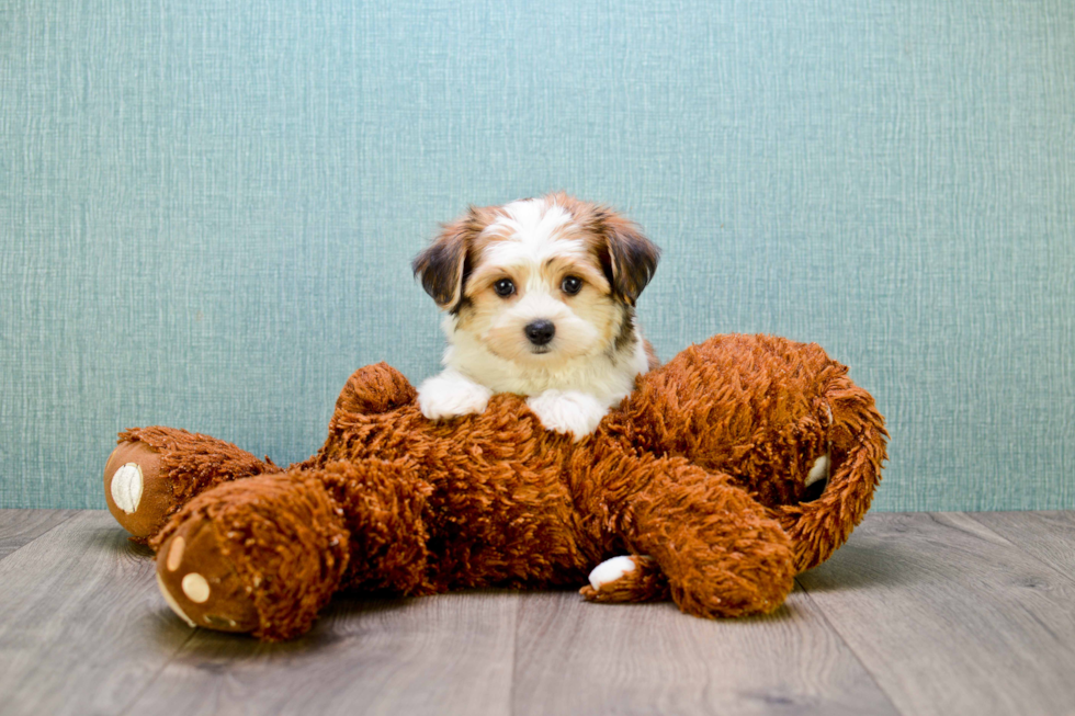 Petite Morkie Designer Pup