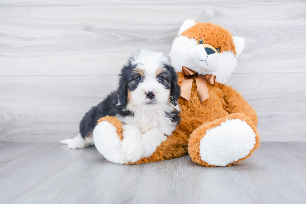 Best Mini Bernedoodle Baby