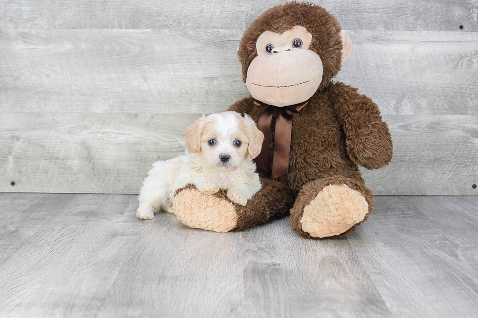 Friendly Cavachon Baby
