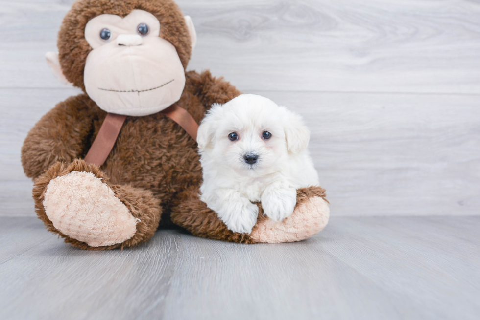 Maltipoo Puppy for Adoption