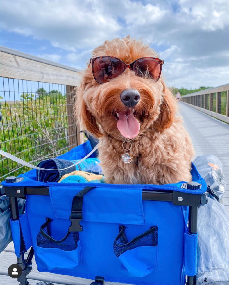 Mini Goldendoodle Being Cute