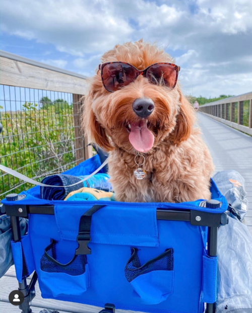 Mini Goldendoodle Being Cute