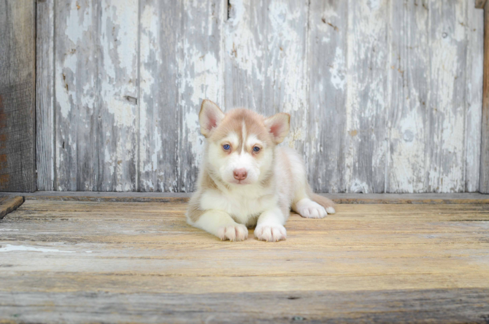 Friendly Pomsky Baby