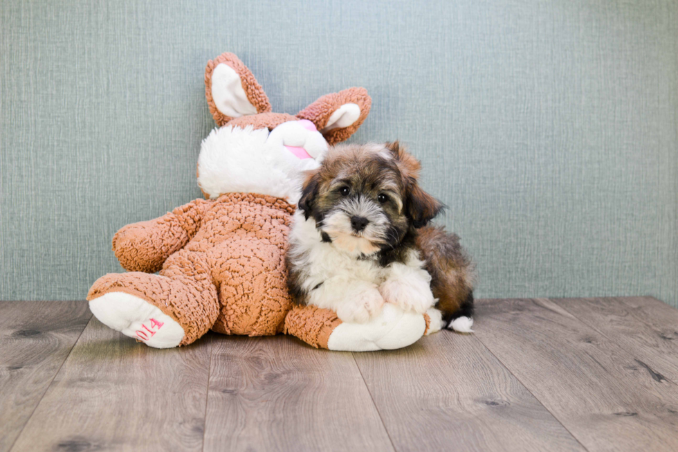 Little Havanese Purebred Pup