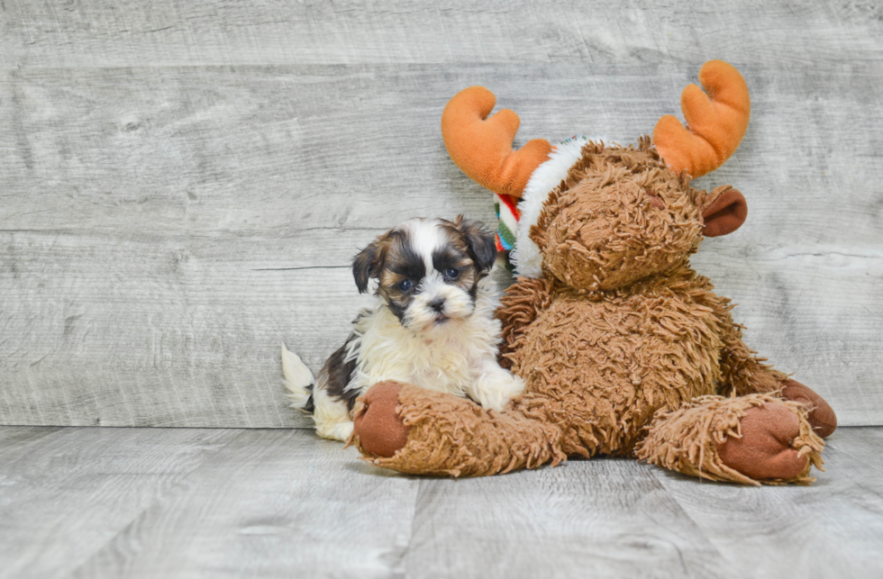 Playful Shi Chon Designer Puppy