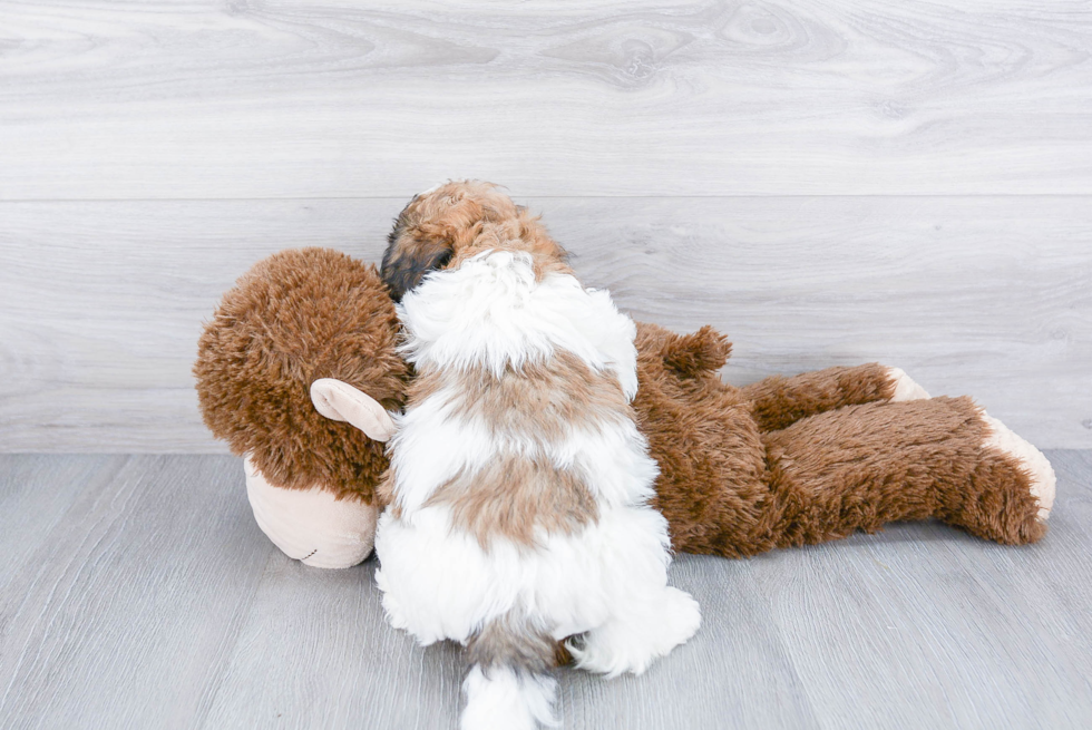 Happy Teddy Bear Baby