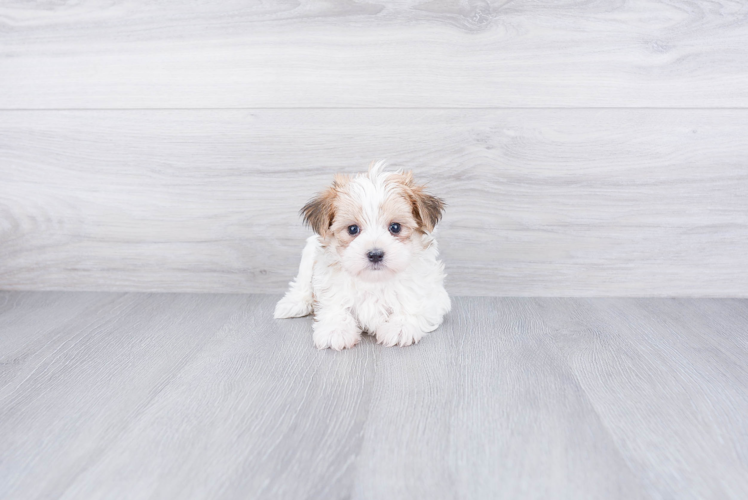 Morkie Pup Being Cute