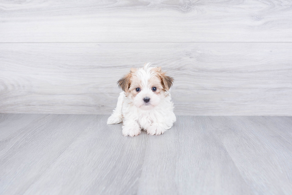 Morkie Pup Being Cute