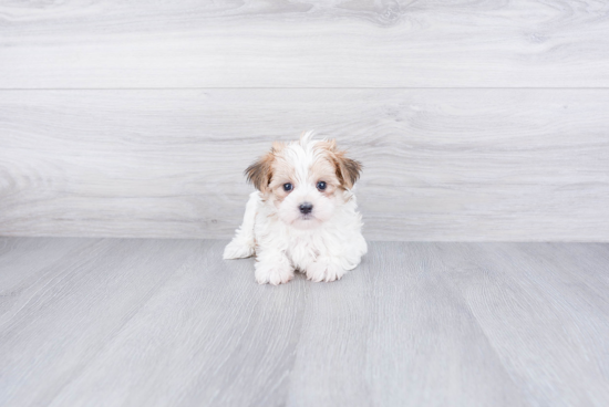 Morkie Pup Being Cute
