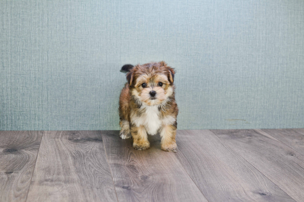 Funny Morkie Designer Pup