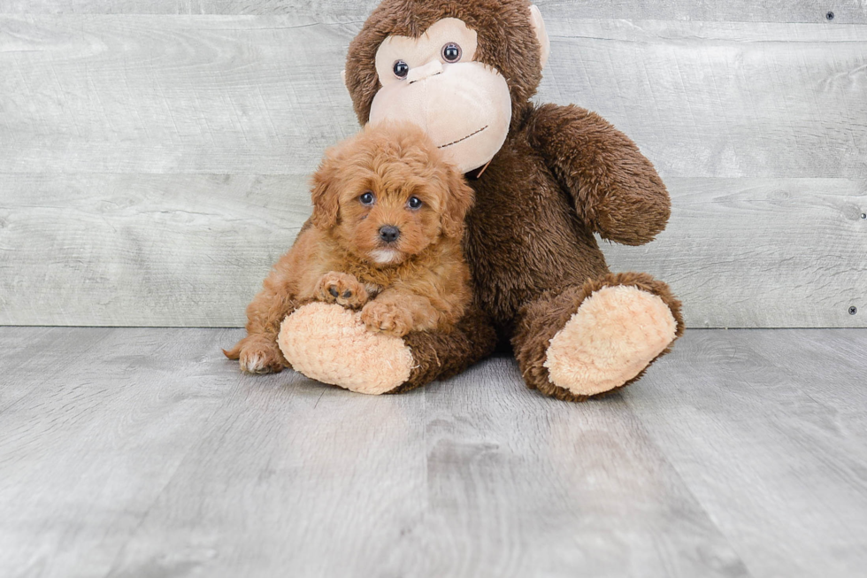 Best Cavapoo Baby