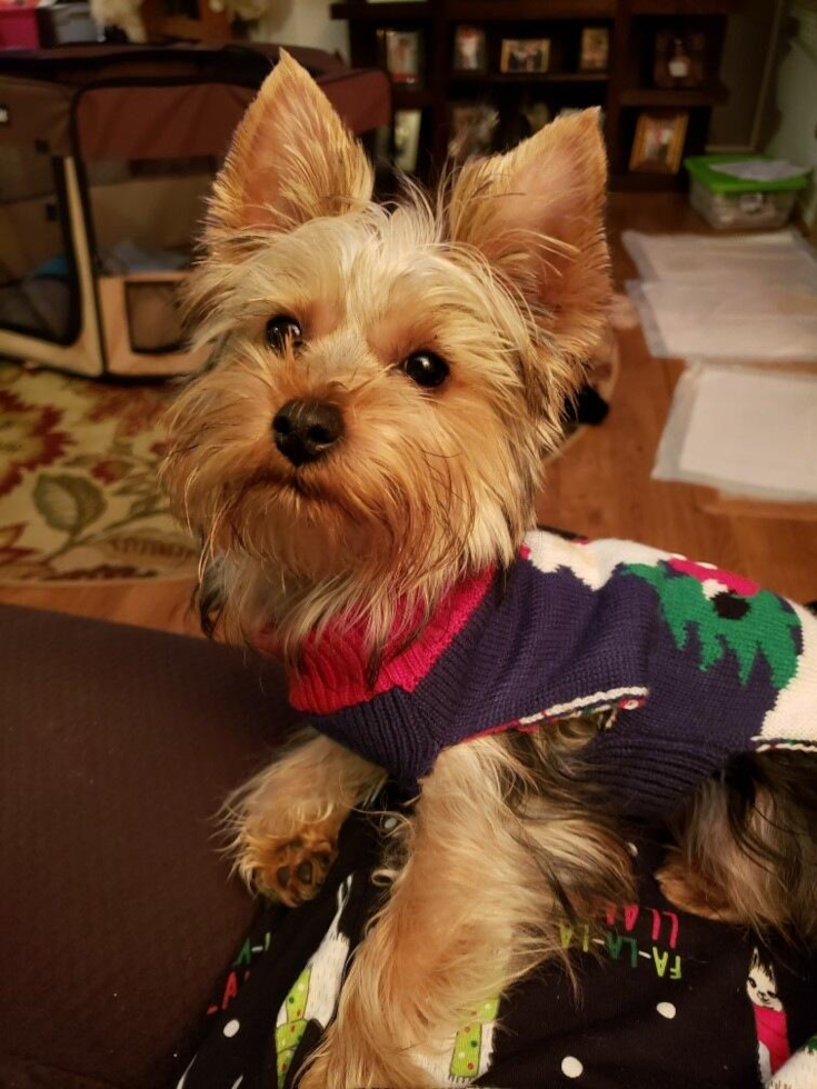 Adorable Yorkie Purebred Pup