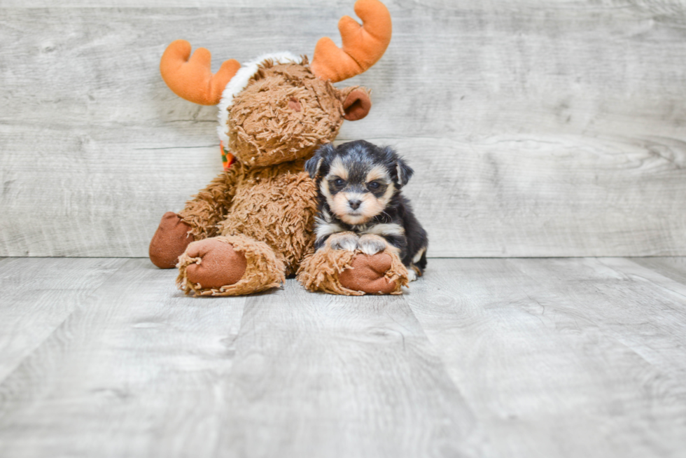 Petite Morkie Designer Pup