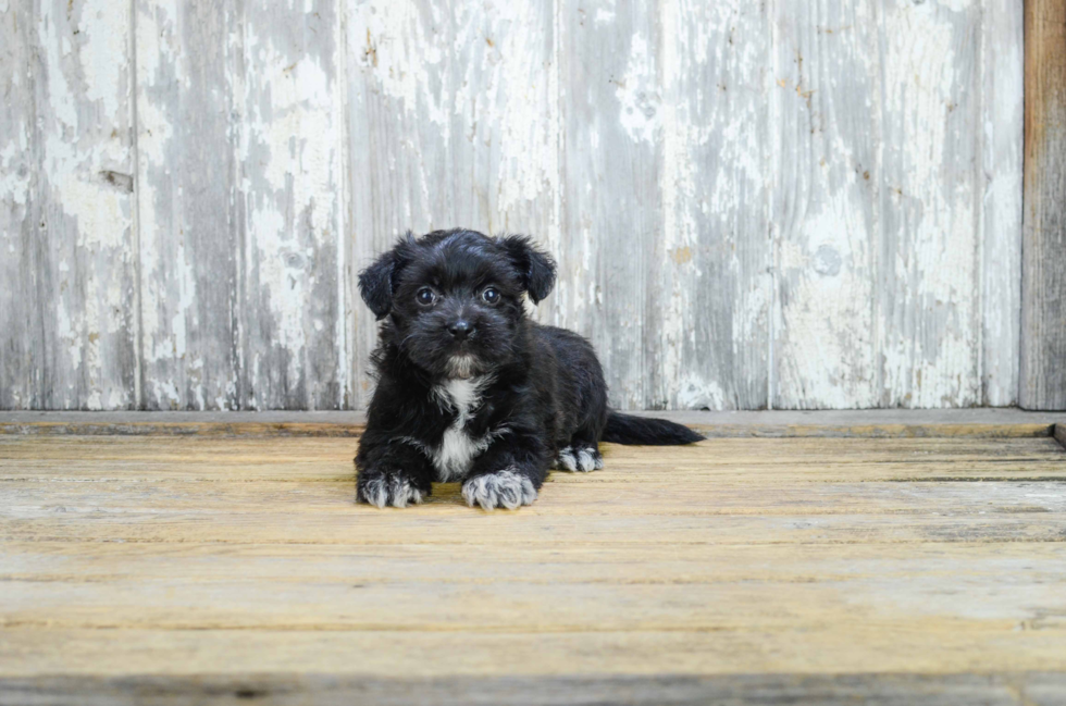 Fluffy Morkie Designer Pup