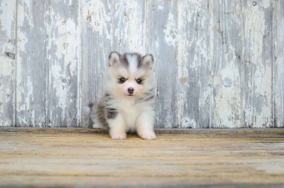 Funny Pomsky Designer Pup