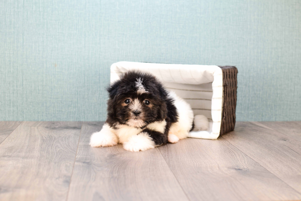 Fluffy Maltipoo Poodle Mix Pup