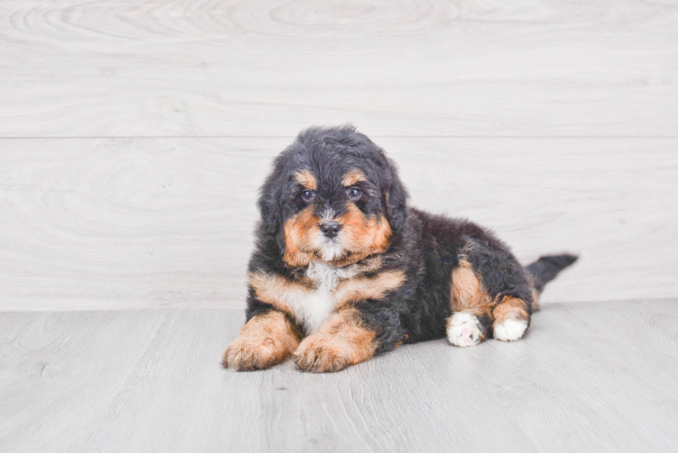 Hypoallergenic Bernadoodle Poodle Mix Puppy