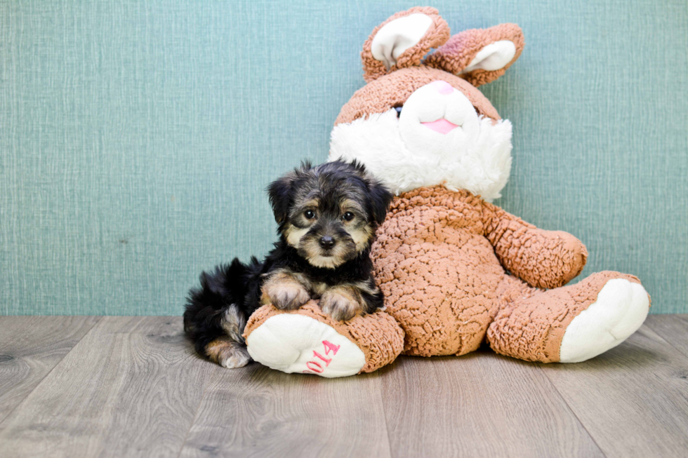Morkie Puppy for Adoption