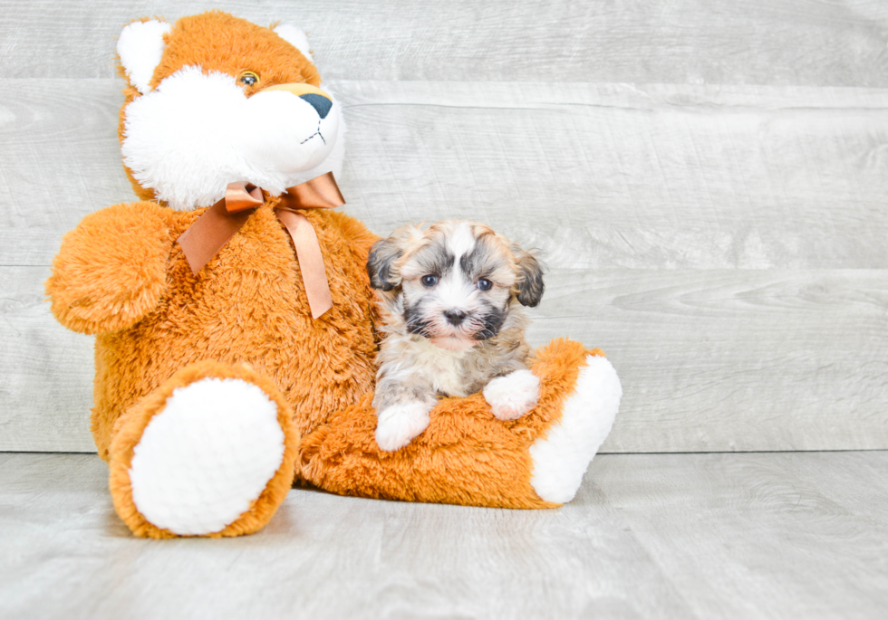 Havanese Pup Being Cute