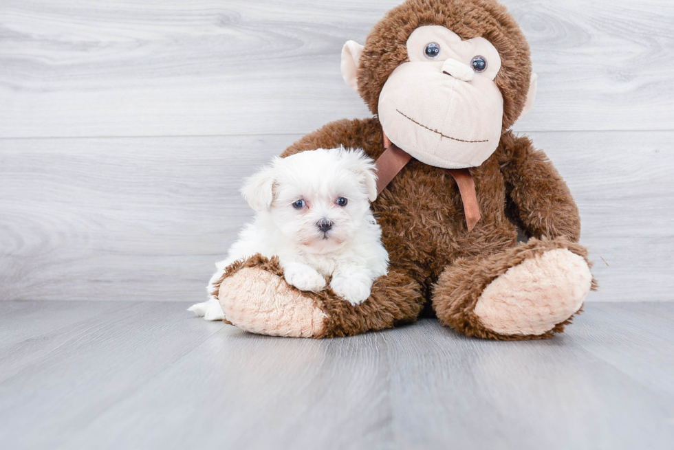 Funny Teddy Bear Designer Pup