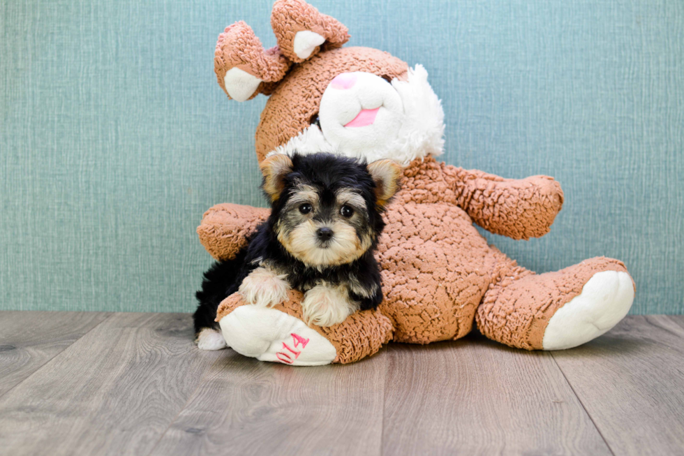 Morkie Pup Being Cute