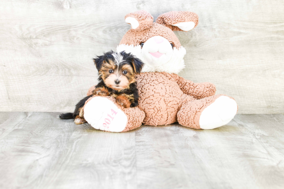 Morkie Puppy for Adoption