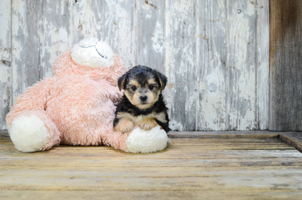 Morkie Pup Being Cute