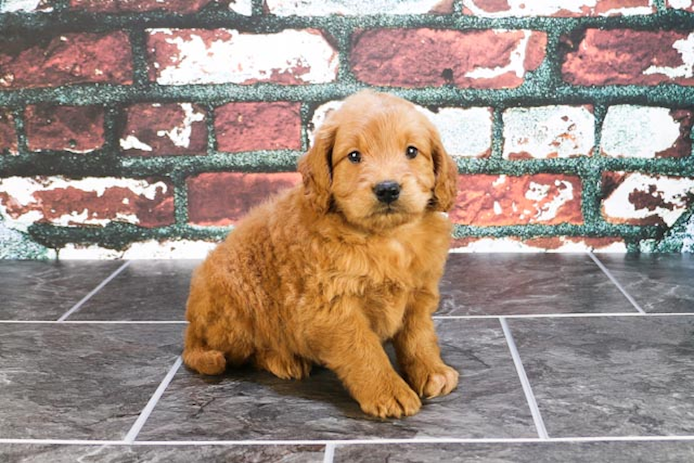 Best Mini Goldendoodle Baby