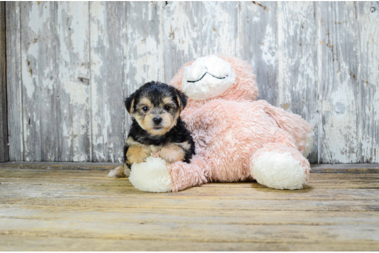 Happy Morkie Baby