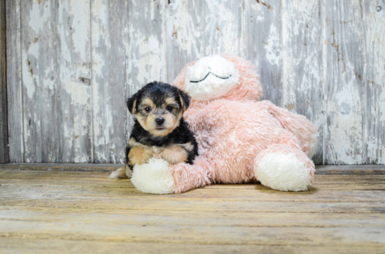 Happy Morkie Baby