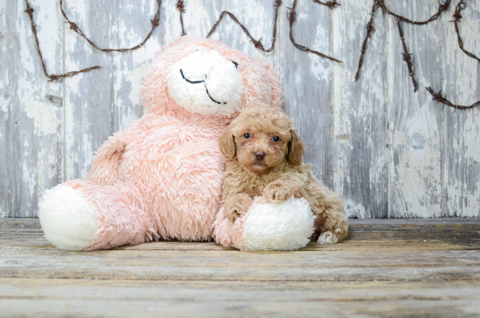 Playful Poodle Baby