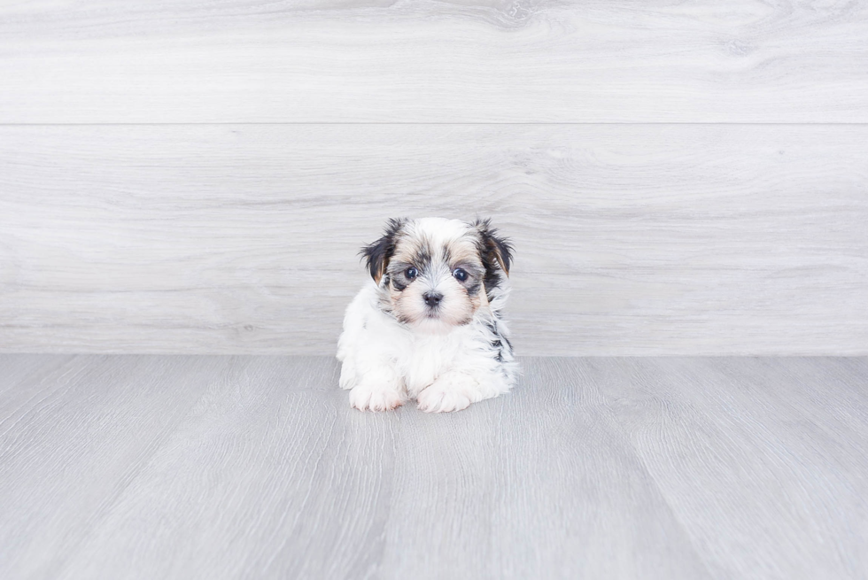 Friendly Morkie Baby