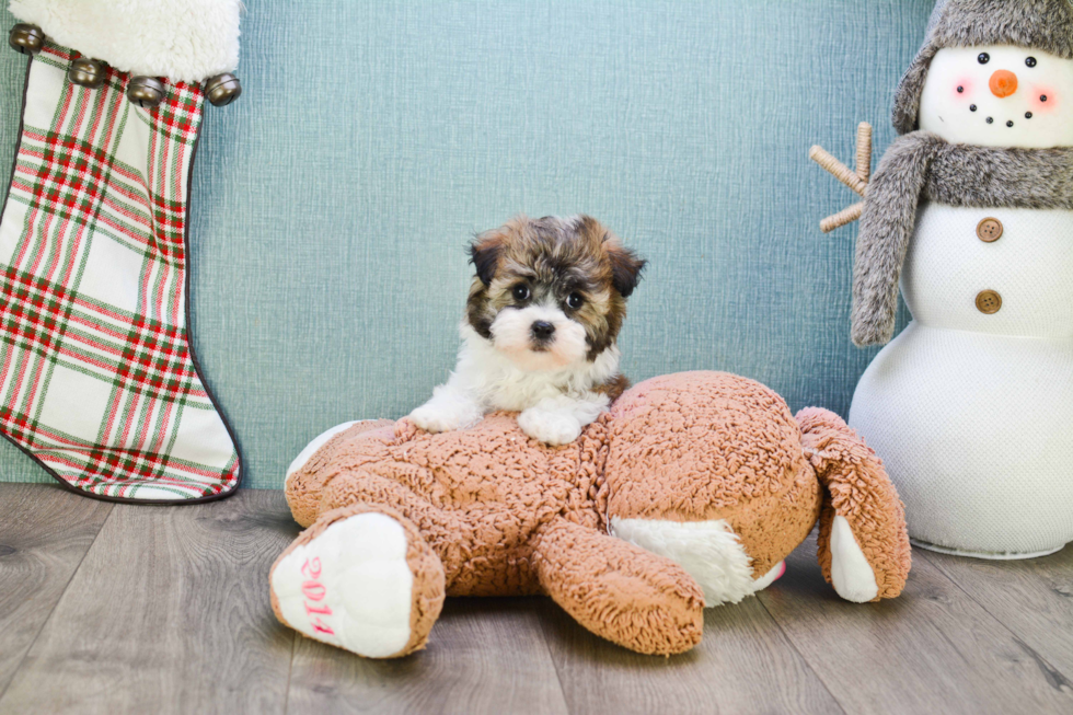Small Havanese Purebred Pup