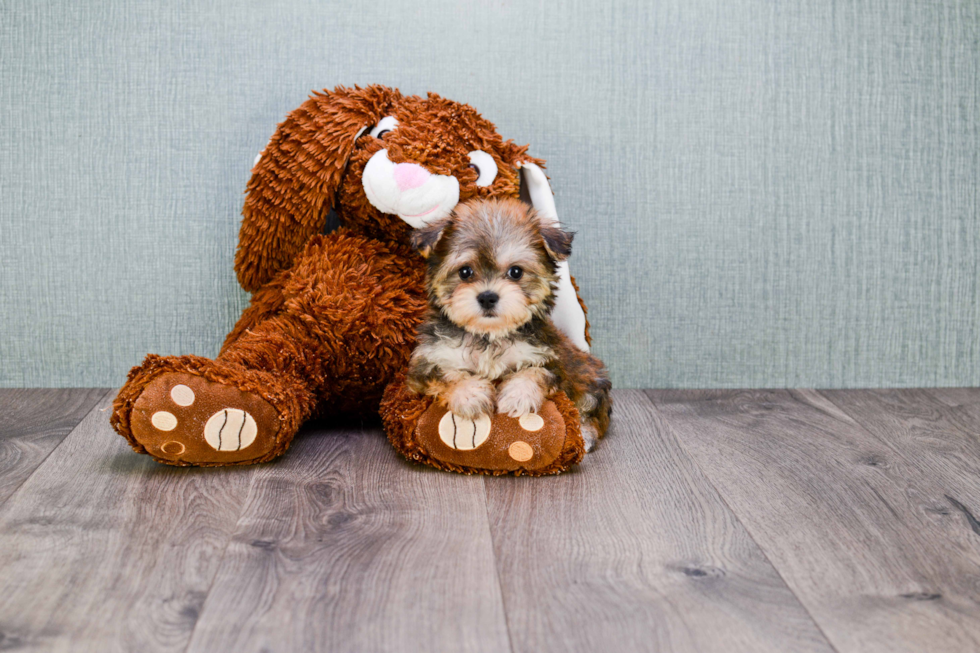 Friendly Morkie Baby