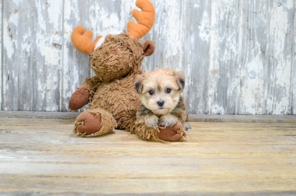Sweet Morkie Baby