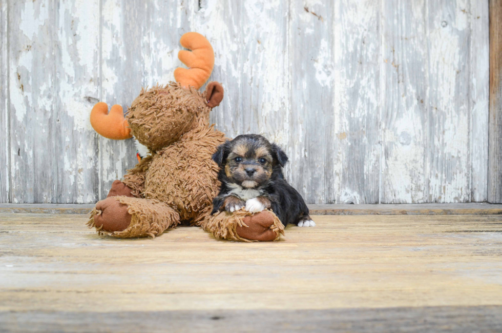 Hypoallergenic Yorkie Designer Puppy