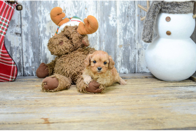 Cavapoo Puppy for Adoption