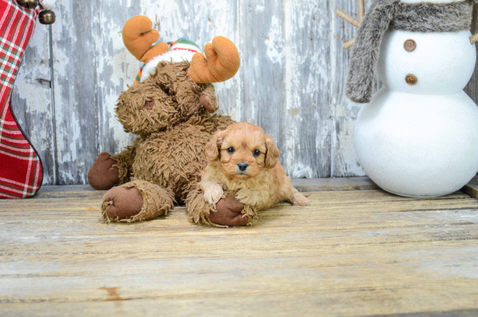 Cavapoo Puppy for Adoption