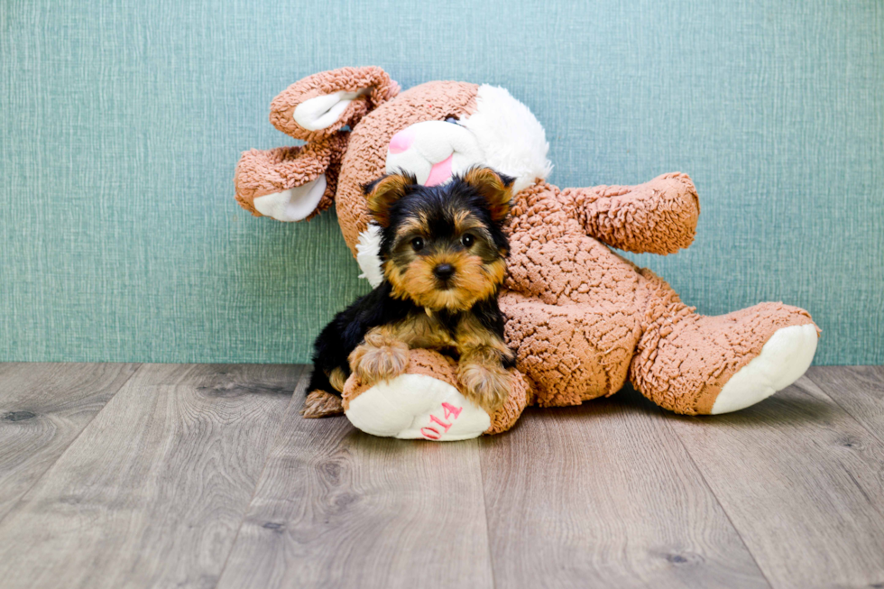 Meet Nugget - our Yorkshire Terrier Puppy Photo 