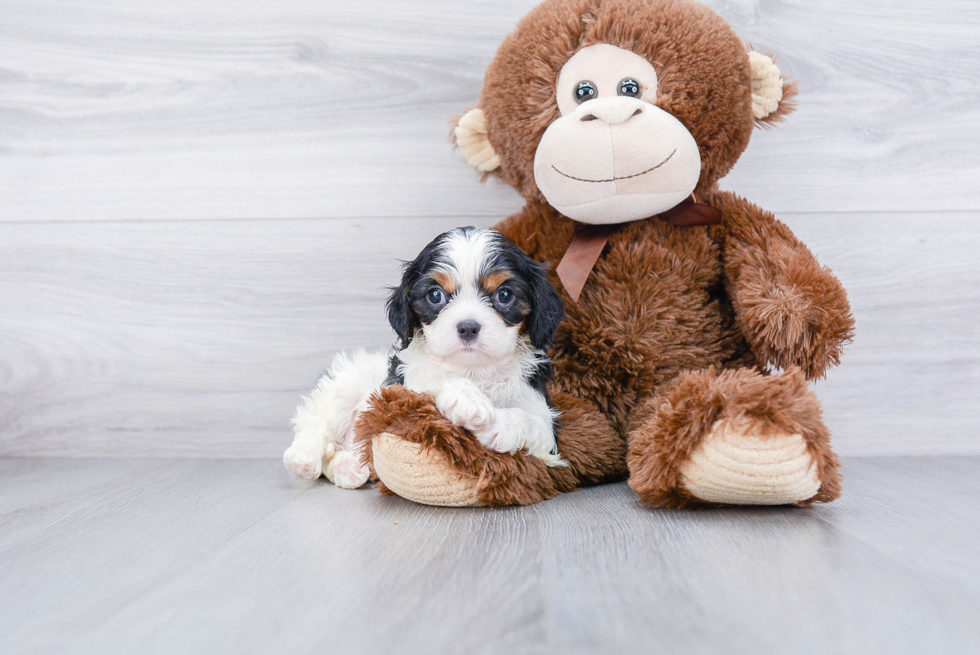 Small Cavalier King Charles Spaniel Purebred Pup