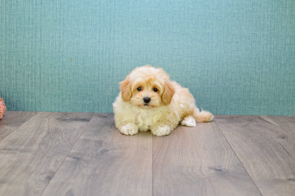 Maltipoo Puppy for Adoption