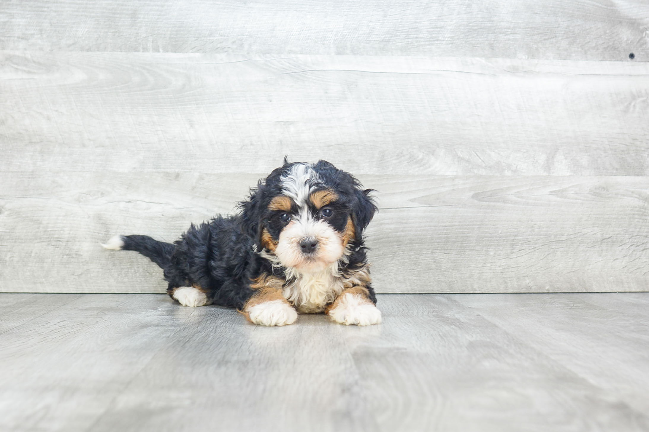 Friendly Mini Bernedoodle Baby