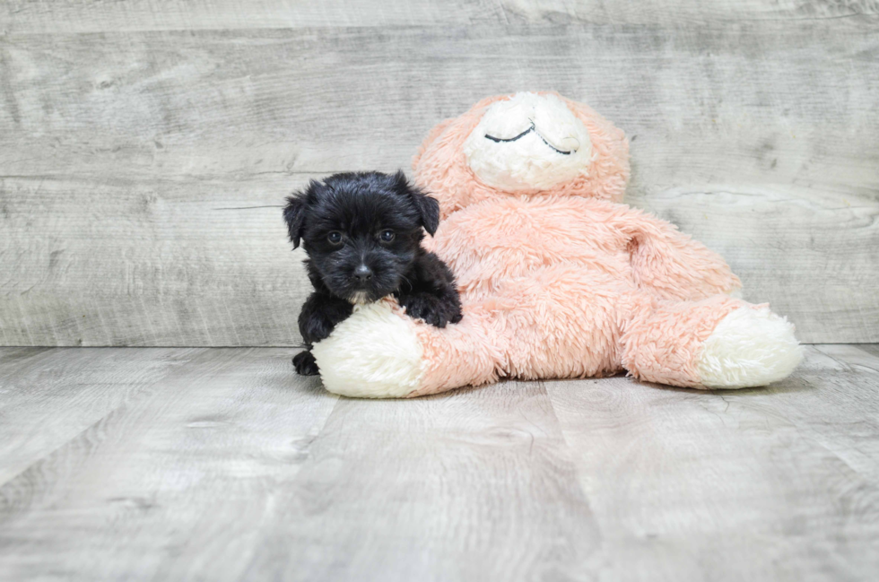 Funny Morkie Designer Pup