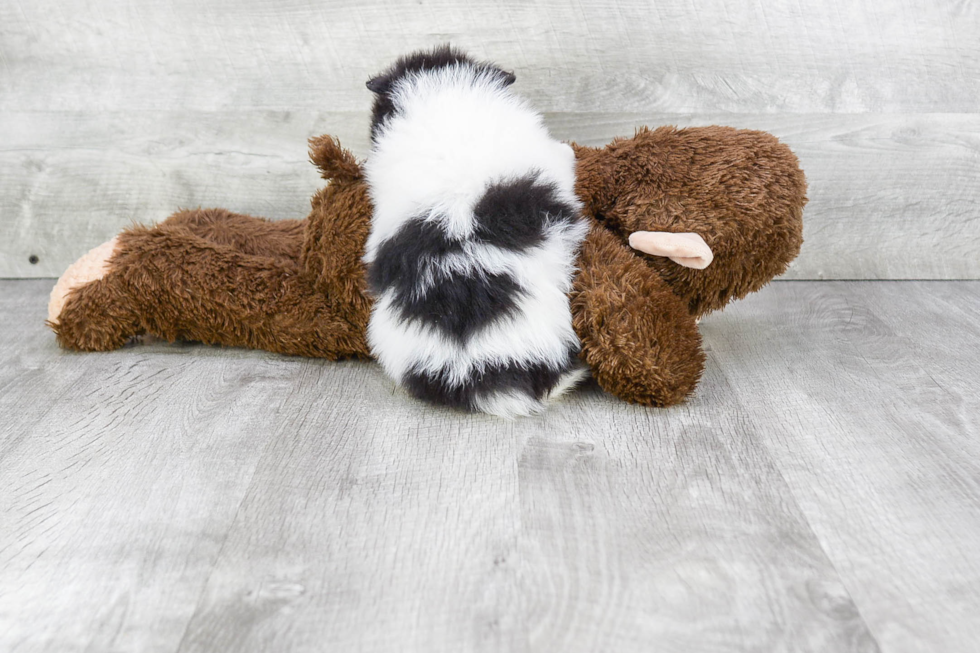 Little Pomeranian Baby