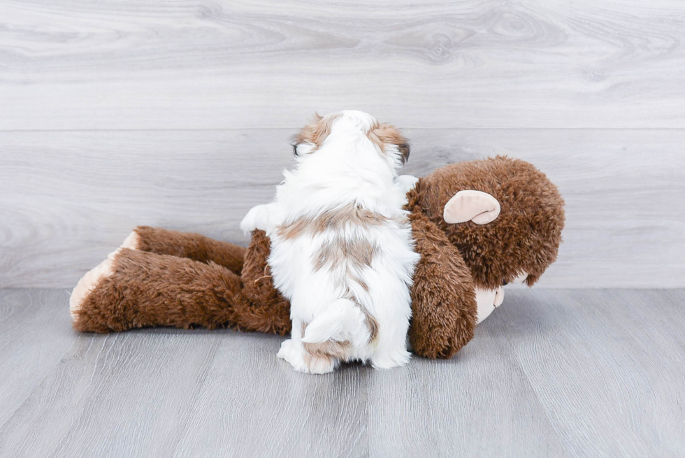 Teddy Bear Pup Being Cute